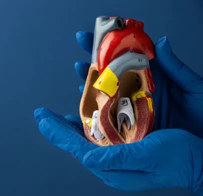 Gloved medical professional holding a detailed anatomical heart model, representing Minimally Invasive Cardiac Surgery (MICS) procedures.