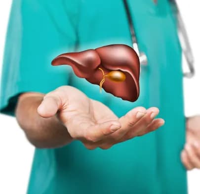 Healthcare professional holding a 3D model of a liver with gallbladder, symbolizing Liver Transplantation.